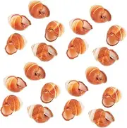 TOBBOMEY 20 Pcs Snail Shell Escargot Dish Seashells Escargot Cooking Slug Party French Restaurant Serving Decorative Seashells Natural Snail Shell