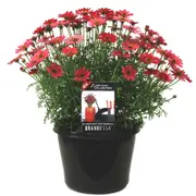 180mm Grandaisy Sunset - Intergeneric hybrid Argyranthemum