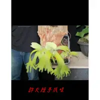 在飛比找蝦皮購物優惠-《柯比植物》鹿角蕨  許大短手 爪哇鹿角蕨   萬箭齊發爪哇