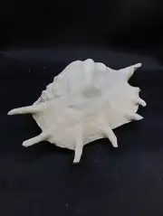 Lambis truncate 10" spider conch sea shells. Beach marine collector #12648