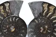 Large Black PAIR Ammonite Crystal LARGE 115mm Dinosaur FOSSIL 4.5" n2357dd