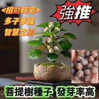 在飛比找蝦皮購物優惠-🍓免運附發票🍓【菩提樹種子 樹苗】客廳鎮宅招財運植物 菩提種