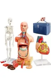 EVOTECH Human Body Skeleton and Heart Models-Best Anatomy Model Bundle Set of…