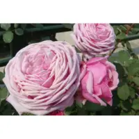 在飛比找蝦皮購物優惠-結愛 ゆあ Yua 強香強健 粉紫玫瑰花月季 植株盆栽