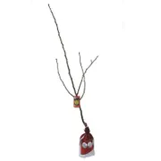 Bagged Nashi Pear Nijisseiki - Pyrus pyrifolia