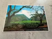 Sugar Cane Field Of Maui Postcard
