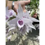 石斛蘭 DEN. ANOSMUM SEMI ALBA " PINK" 大欣 濃香 2月來花苞3月開花