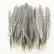 100 Pcs 20-25CM/8-10 Inch Knife Type Silver Pheasant Tail Feathers Crafts DIY