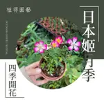 植得｜日本姬月季·屋久島｜多年生常綠開花小灌木