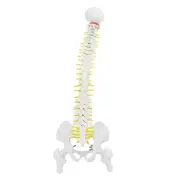38cm Removable Flexible Human Spine Model For Skeleton Anatomy Study.
