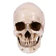 Skull Decor Prop Skeleton 1:1 Model Halloween Festival Supplies I1P96804