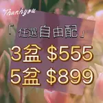 ｜蕨美｜鹿角蕨 大株小苗2寸盆/任選3入$555，5入$899亞猴 皇冠 女王 銀鹿 白霍克 象耳 千手觀音 飛馬何其美