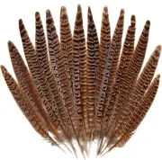 20Pcs Female Pheasant Feather Natural Ringneck Tails Feathers 8-10Inch 20-25Cm f