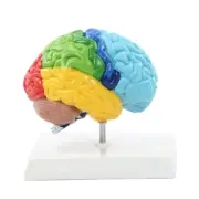 Right Hemisphere of Brain Human Body Model Education Brain Model 1:1 for Student