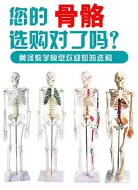 在飛比找Yahoo!奇摩拍賣優惠-只賣好貨·85cm17cm人體骨骼模型骨架人體模型成人小骷髏