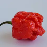 Chilli - MA Wartryx seeds
