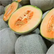 Rockmelon - Hales Jumbo seeds