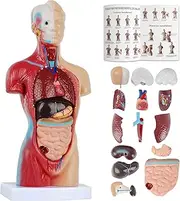 2024 Newest Human Body Model for Kids 14 Pcs Removable 11 inch Human Torso Anatomy Model with Heart Head Skull Brain Skeleton Model for Preschool & School Medical Education Display, Ages 4+