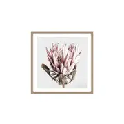 Maine & Crawford Madie 80x80cm Dried Protea Canvas In Timber Frame