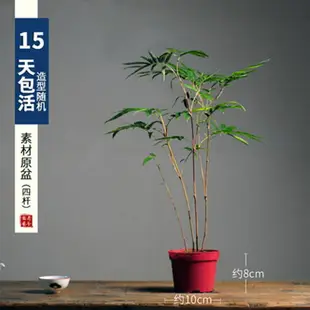 紅竹盆景觀音竹桌面綠植書房庭院陽臺植物小紅竹子苗竹子盆栽室內