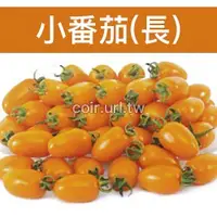 在飛比找蝦皮購物優惠-【現貨】【全館590免運】黃橙小番茄種子（長） Tomato