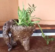 One of a Kind Sand Casted Planter with Aloe & Jade Plants by JC (e)
