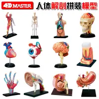 在飛比找蝦皮商城優惠-4D MASTER 益智拼裝玩具 人體各器官拼裝模型 內臟心