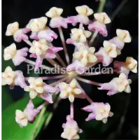 在飛比找蝦皮購物優惠-【天堂花園 Paradise Garden】hoya myr