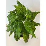 迷彩粗肋草 AGLAONEMA PICTUM TRICOLOR【6吋03】