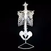 Anatomical Human Skeletal Trunk Model - Medical Skeleton Torso Anatomy