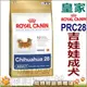 ★皇家 CHA吉娃娃成犬專用飼料(原PRC28)-1.5kg 狗族文化村