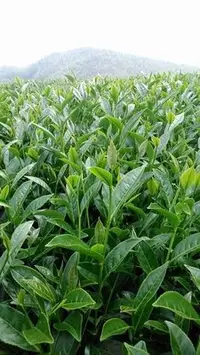 在飛比找Yahoo!奇摩拍賣優惠-【御品茗茶】【梨山翠峰高冷茶】葉片豐富渾厚細嫩,生津回甘喉韻