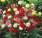 Carnation Fragrance Mixed 1000 seeds FLOWER GARDEN spring summer autumn EASY