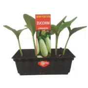 Punnet Zucchini Lebanese - Cucurbita Pepo