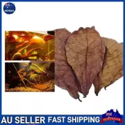50XLARGE Indian Almond Catappa Ketapang Leaf Leaves Aquarium Betta*Fish^Shrimp
