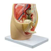 在飛比找蝦皮商城優惠-女性生殖系統矢狀解剖 女泌尿子宮模型 女性盆腔矢狀切面模型 
