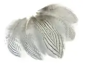 1/8 Lb. Natural Silver Pheasant Body Plumage Wholesale Feathers (Bulk) Halloween