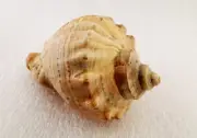 Natural Sea Snail Shells Suitable For Crafts And Decoration, 20 Grams