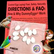 Dummy Eggs FINCH Plastic Bird Eggs Stop Egg Laying! 10 Realistic Non-toxic USA