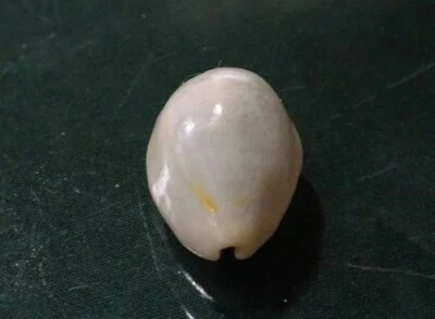 Cypraea Annulus 22.7 mm GEM ,beautiful BLUISH - albino pattern wow!!!