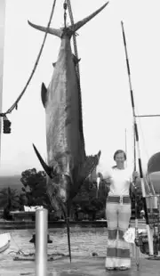 Pacific Blue Marlin At Kona In Hawaii 1964 Old Fishing Photo