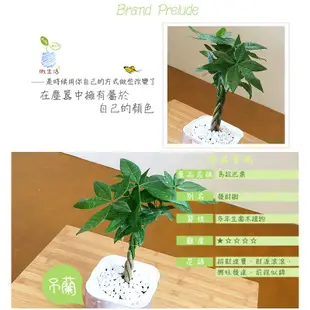 【現貨】【小品文化】辮子馬拉巴栗 4吋透明懶人盆栽 發財樹 加水更方便 觀葉植物 室內植物 水培 花盆 居家辦公盆花