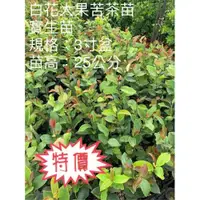 在飛比找iOPEN Mall優惠-豐產小果苦茶苗 3吋盆 實生苗