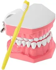 HEALSOPTHY 1 Set Interactive Tooth Brushing Education Model for Kids Realistic Oral Teaching Tool with Toothbrush for Kindergarten Home Use