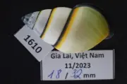 1610. Collection Land Snail Shell Amphidromus sp 32mm. Vietnam Central