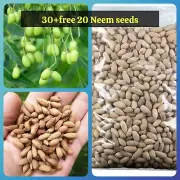 50+ Neem Tree Seeds Fresh Herbal Neem tree Beej Indian Plant For Gardenings