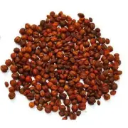 Jyotishmati Malkangani Seeds Celastrus Paniculatus Intellect Tree Organic-- 100g