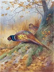 A Pair of Pheasant Accent Tile Mural Kitchen Bathroom Wall Backsplash Ceramic