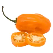 Chilli - Habanero Golden seeds