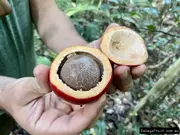 Buy Hairy Walnut Tree ( Red Fruit ) - Endiandra pubens